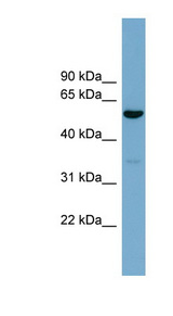 ACTR10 antibody LS-C112012 Western blot of 293T cell lysate.
