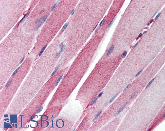 Anti-CASP8AP2 / FLASH antibody IHC of human skeletal muscle. Immunohistochemistry of formalin-fixed, paraffin-embedded tissue after heat-induced antigen retrieval. Antibody LS-B206 concentration 10 ug/ml.