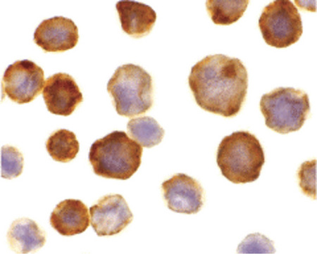 Immunocytochemistry of FLASH in HeLa cells with FLASH antibody at 10 ug/ml.