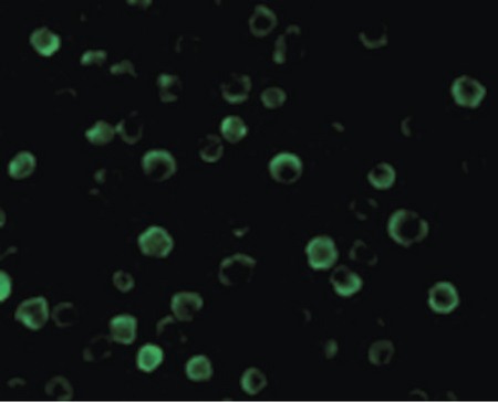 Immunofluorescence of FLASH in HeLa cells with FLASH antibody at 10 ug/ml.