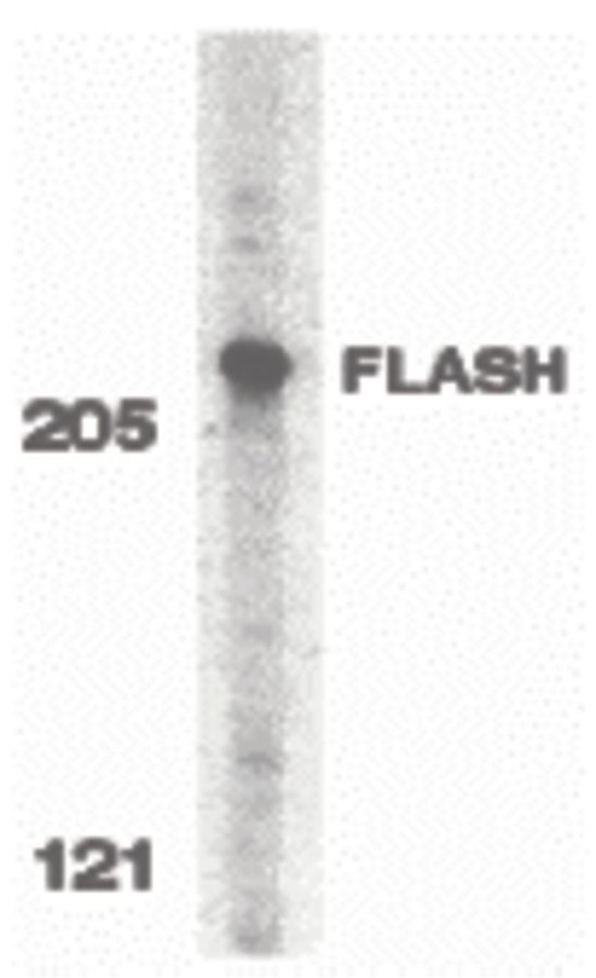 Western blot of FLASH in HeLa whole cell lysate with FLASH antibody at 0.5 ug/ml.