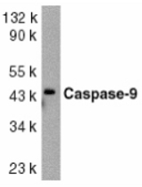 Western blot of caspase-9 in HeLa whole cell lysate with Caspase-9 antibody at 1:1000 dilution.