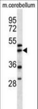 ACTR1A Antibody western blot of mouse cerebellum tissue lysates (35 ug/lane). The ACTR1A antibody detected the ACTR1A protein (arrow).
