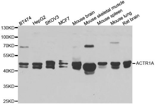 Western blot analysis of extracts of various cell lines, using ACTR1A antibody.