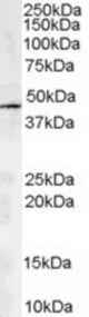 Antibody staining (2 ug/ml) of human kidney lysate (RIPA buffer, 35 ug total protein per lane). Primary incubated for 1 hour. Detected by Western blot of chemiluminescence.