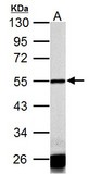 Sample (50 ug of whole cell lysate) A: Rat heart 10% SDS PAGE CASQ1 antibody diluted at 1:1000