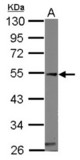 Sample (50 ug of whole cell lysate) A: mouse heart 10% SDS PAGE CASQ1 antibody diluted at 1:1000