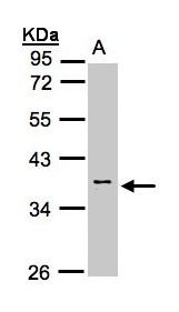 Sample (30 ug whole cell lysate). A: H1299. 10% SDS PAGE. Calsequestrin 2 antibody diluted at 1:1000