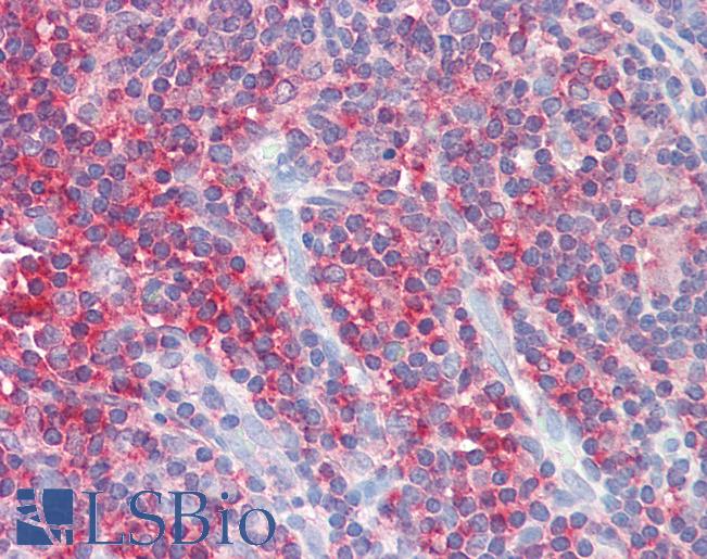 Anti-ACTR2 / ARP2 antibody IHC staining of human thymus. Immunohistochemistry of formalin-fixed, paraffin-embedded tissue after heat-induced antigen retrieval.