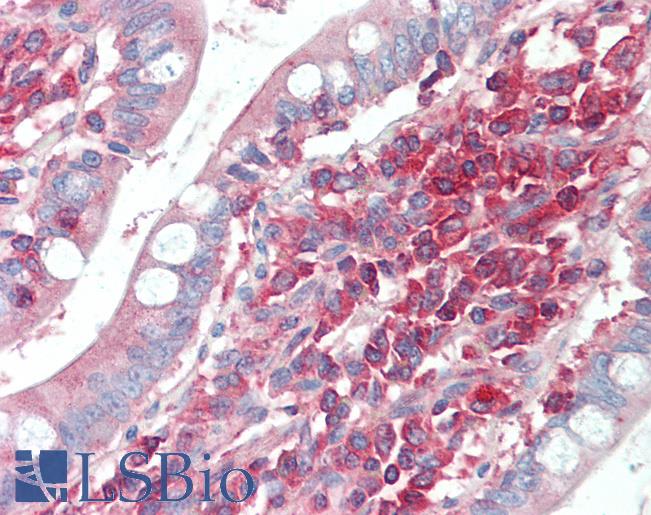 Anti-ACTR2 / ARP2 antibody IHC staining of human small intestine. Immunohistochemistry of formalin-fixed, paraffin-embedded tissue after heat-induced antigen retrieval.