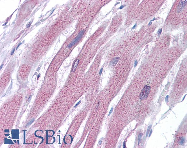 Anti-ARP2 antibody IHC of human heart. Immunohistochemistry of formalin-fixed, paraffin-embedded tissue after heat-induced antigen retrieval. Antibody LS-B4221 concentration 10 ug/ml.