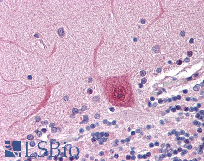 Anti-ARP2 antibody IHC of human brain, cerebellum. Immunohistochemistry of formalin-fixed, paraffin-embedded tissue after heat-induced antigen retrieval. Antibody LS-B4221 concentration 10 ug/ml.