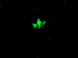 Anti-C2orf62 mouse monoclonal antibody immunofluorescent staining of COS7 cells transiently transfected by pCMV6-ENTRY C2orf62.