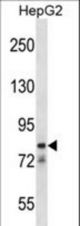 CATSPER1 Antibody western blot of HepG2 cell line lysates (35 ug/lane). The CATSPER1 antibody detected the CATSPER1 protein (arrow).