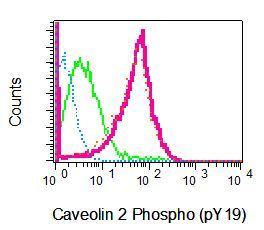 Flow cytometry of permeabilized HUVEC cells, untreated (green) or pervanadate-treated (red) using anti-Caveolin 2 Phospho (pY19) antibody, and pervanadate-treated HUVEC cells using the same antibody preincubated with phospho-Caveolin 2 Phospho (