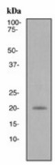 Western blot analysis on HeLa cell lysate using anti-Caveolin 2 antibody.