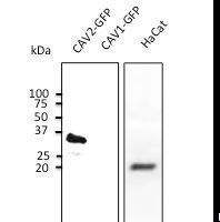 Anti-CAV2 antibody at 1:1000 dilution; 50 ug lysate per lane of transfected HEK293 and 100 ug of HaCat cell line. Rabbit polyclonal to goat IgG (HRP) at 1:10000 dilution.
