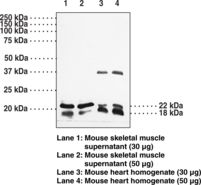 Western blot of Caveolin 3 antibody LS-B1589.