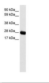 Fetal muscle Lysate