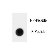 Dot blot of anti-Phospho-RUNX2-pS465 Antibody on nitrocellulose membrane. 50ng of Phospho-peptide or Non Phospho-peptide per dot were adsorbed. Antibody working concentrations are 0.5ug per ml.