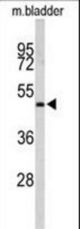 Western blot of ACTR3B Antibody in mouse bladder tissue lysates (35 ug/lane). ACTR3B (arrow) was detected using the purified antibody.