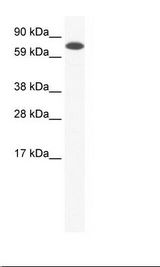 NIH 3T3 Cell Lysate