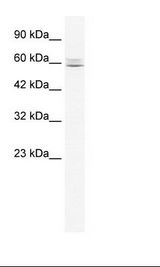 Jurkat Cell Lysate