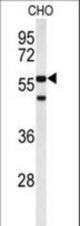 Western blot of ACTR5 Antibody in CHO cell line lysates (35 ug/lane). ACTR5 (arrow) was detected using the purified antibody.