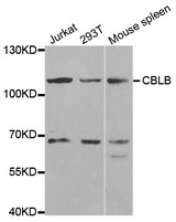 Western blot analysis of extracts of various cell lines, using CBLB antibody.