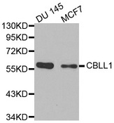 Western blot analysis of extracts of various cell lines, using CBLL1 antibody.