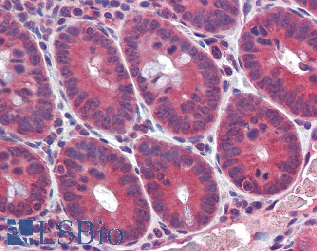 Anti-CBLN1 / Precerebellin antibody IHC of mouse small intestine. Immunohistochemistry of formalin-fixed, paraffin-embedded tissue after heat-induced antigen retrieval. Antibody LS-B478 concentration 10 ug/ml.