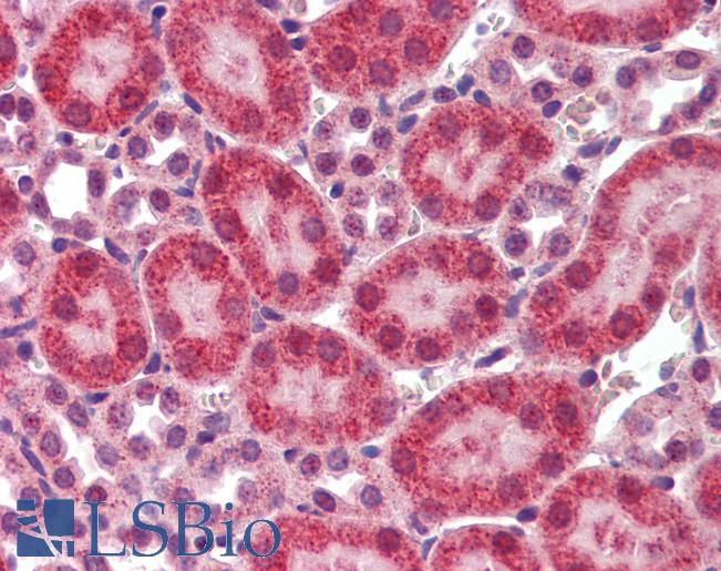 Anti-CBLN1 / Precerebellin antibody IHC of mouse kidney. Immunohistochemistry of formalin-fixed, paraffin-embedded tissue after heat-induced antigen retrieval. Antibody LS-B478 concentration 10 ug/ml.