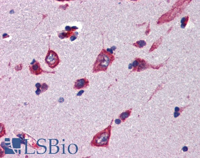 Anti-CBLN4 antibody IHC of human brain, cortex. Immunohistochemistry of formalin-fixed, paraffin-embedded tissue after heat-induced antigen retrieval. Antibody LS-B3565 concentration 5 ug/ml.