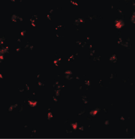 Immunofluorescence of SDHD in EL4 cells with SDHD antibody at 20 ug/ml.