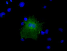 Anti-CBWD1 mouse monoclonal antibody immunofluorescent staining of COS7 cells transiently transfected by pCMV6-ENTRY CBWD1.