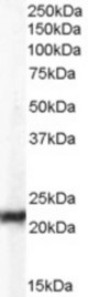 Antibody (0.03 ug/ml) staining of Hela lysate (35 ug protein in RIPA buffer). Primary incubation was 1 hour. Detected by chemiluminescence.