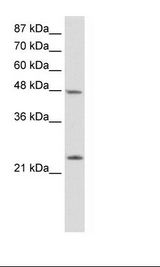 HepG2 Cell Lysate