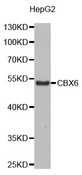 Western blot analysis of extracts of HepG2 cell line, using CBX6 antibody.