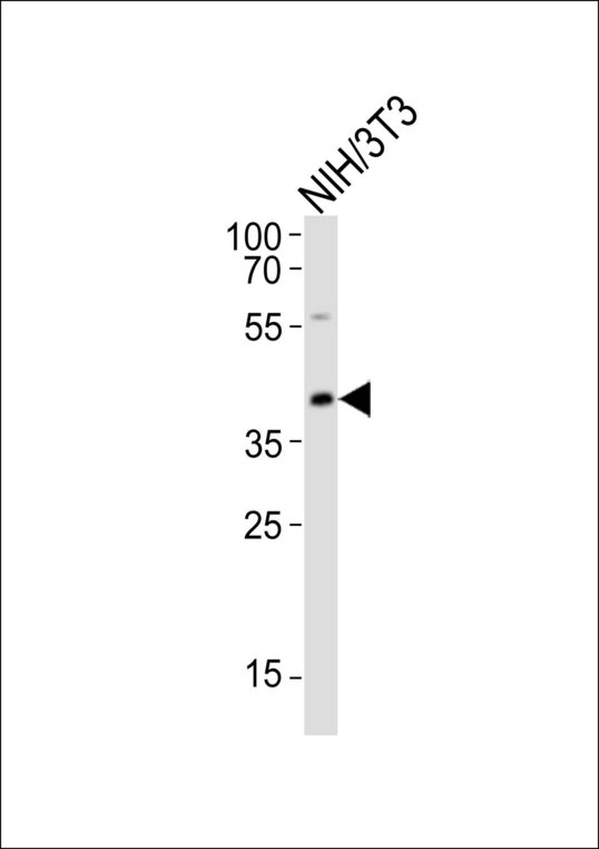 Western blot of lysate from mouse NIH/3T3 cell line with CBX8 Antibody. Antibody was diluted at 1:1000. A goat anti-rabbit IgG H&L (HRP) at 1:10000 dilution was used as the secondary antibody. Lysate at 20 ug.