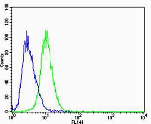 Flow cytometric of A549 cells with CBX8 Antibody (green) compared to an isotype control of mouse IgG1 (blue). Antibody was diluted at 1:25 dilution. An Alexa Fluor 488 goat anti-mouse lgG at 1:400 dilution was used as the secondary antibody.