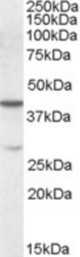 Antibody (0.1 ug/ml) staining of K562 lysate (35 ug protein in RIPA buffer). Primary incubation was 1 hour. Detected by chemiluminescence.