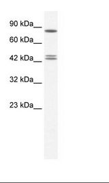 HepG2 Cell Lysate
