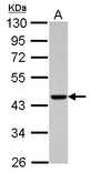 Sample (30 ug of whole cell lysate) A: PC-3 10% SDS PAGE ACTRT1 antibody diluted at 1:1000