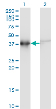 Western blot of ACTRT2 expression in transfected 293T cell line by ACTRT2 monoclonal antibody (M03), clone 2E10.