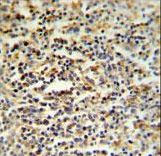 SGF29 Antibody IHC of formalin-fixed and paraffin-embedded human spleen tissue followed by peroxidase-conjugated secondary antibody and DAB staining.