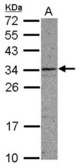 Sample (30 ug of whole cell lysate) A: A549 12% SDS PAGE CCDC107 antibody diluted at 1:1000
