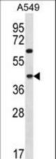 C109B Antibody western blot of A549 cell line lysates (35 ug/lane). The C109B antibody detected the C109B protein (arrow).