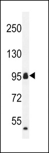 CCDC110 Antibody western blot of mouse heart tissue lysates (35 ug/lane). The CCDC110 antibody detected the CCDC110 protein (arrow).