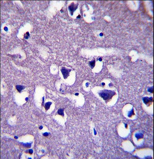 CCDC117 Antibody immunohistochemistry of formalin-fixed and paraffin-embedded human brain tissue followed by peroxidase-conjugated secondary antibody and DAB staining.