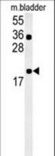CCDC12 Antibody western blot of mouse bladder tissue lysates (15 ug/lane). The CCDC12 antibody detected CCDC12 protein (arrow).